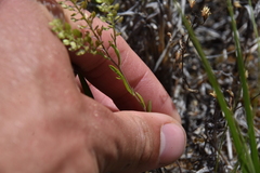 Lepidium densiflorum