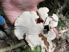 Polyporus radicatus