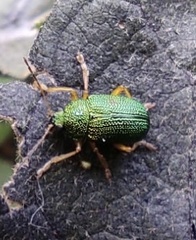 Colaspis