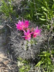 Eriosyce nigrihorrida