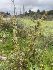 Berberis actinacantha