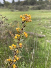 Berberis actinacantha