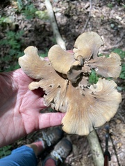 Polyporus radicatus