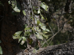 Philenoptera violacea