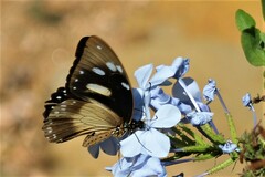 Papilio dardanus cenea