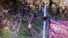 Perisoreus infaustus