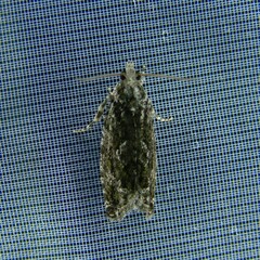 Epinotia nisella