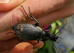 Carabus violaceus