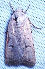 Caradrina montana