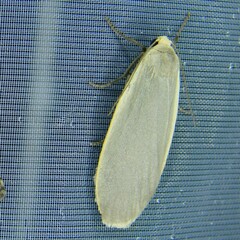 Eilema griseola