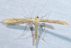 Gillmeria pallidactyla