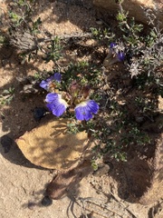 Blepharis procumbens