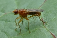 Norellisoma spinimanum