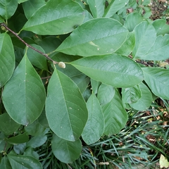 Magnolia liliiflora