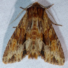 Apamea atrosuffusa