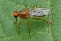 Norellisoma spinimanum