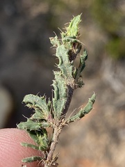Blepharis procumbens