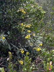Sophora macrocarpa