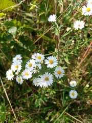Symphyotrichum pilosum