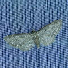 Eupithecia tenuiata