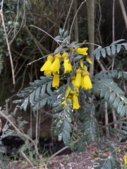 Sophora macrocarpa