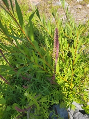 Echinochloa muricata