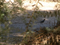 Toxostoma crissale