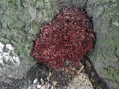 Podoscypha multizonata