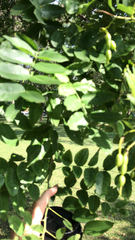 Styphnolobium japonicum