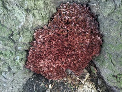 Podoscypha multizonata