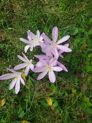 Colchicum autumnale