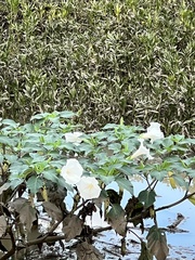 Datura