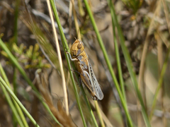Ramburiella hispanica