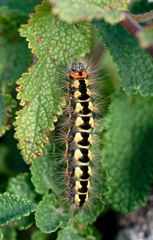 Acronicta euphorbiae