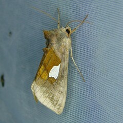 Autographa bractea