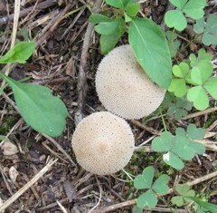 Lycoperdon perlatum