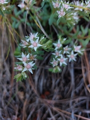 Sedum cockerellii