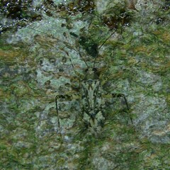 Phytocoris longipennis