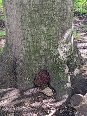 Podoscypha multizonata