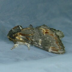 Notodonta dromedarius