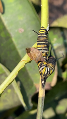 Podisus maculiventris