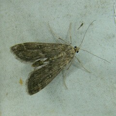 Parapoynx stratiotata