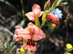 Gladiolus meliusculus