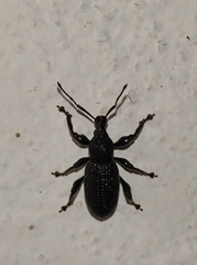Otiorhynchus