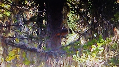 Perisoreus infaustus