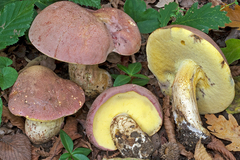 Butyriboletus fuscoroseus