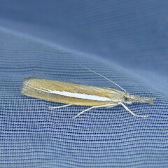 Agriphila selasella