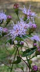 Eupatorieae