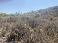 Artemisia californica