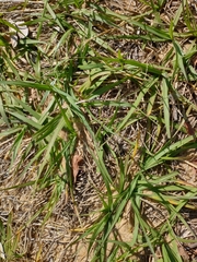 Paspalum notatum